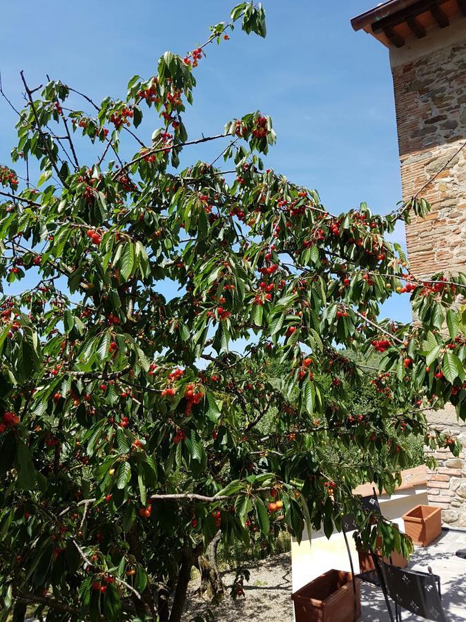 Agriturismo Il Pintello سان كاشّانو إنْ فال دي بيزا المظهر الخارجي الصورة